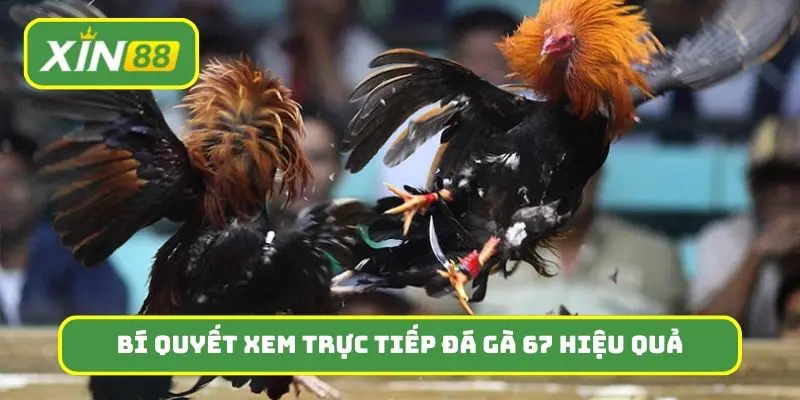Những bí quyết giúp xem trực tiếp đá gà 67 hiệu quả hơn