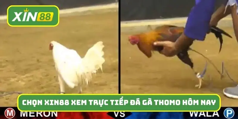 Ưu điểm khi chọn Xin88 để xem trực tiếp đá gà thomo hôm nay
