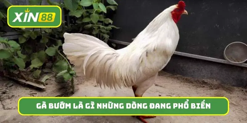 Gà bướm là gì, những dòng nào đang phổ biến trên thị trường?