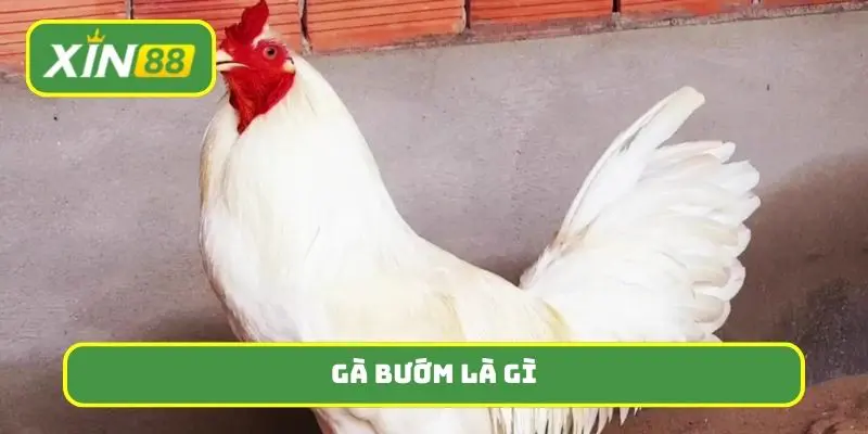 gà bướm là gì