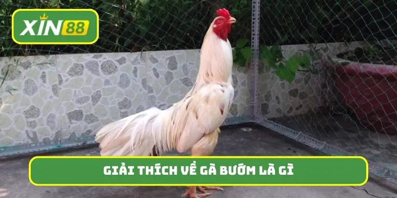 Giải thích tổng quan về gà bướm là gì