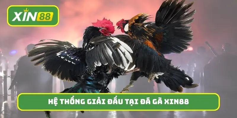 Hệ thống giải đấu quy mô lớn chỉ có tại đá gà Xin88