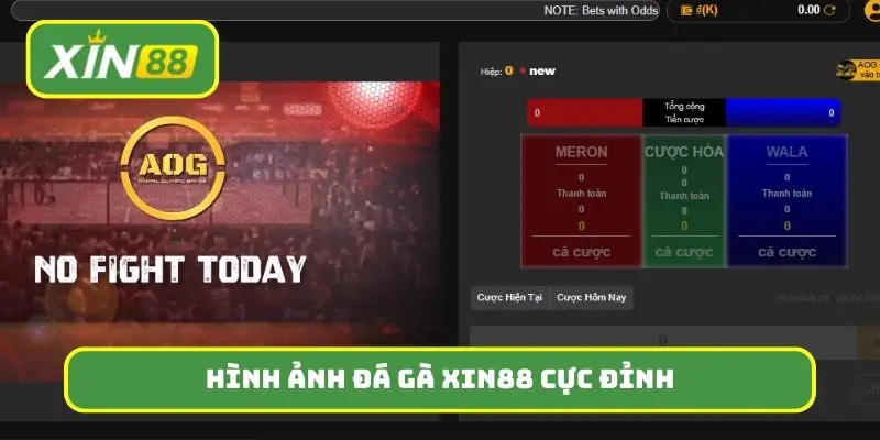 Hình ảnh đá gà Xin88 cực đỉnh, đẹp mắt và mượt mà