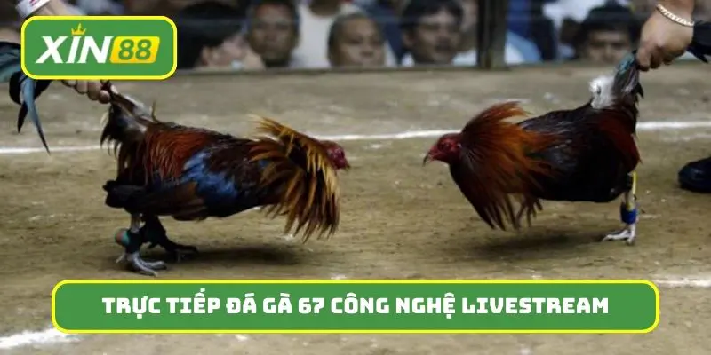 Trực tiếp đá gà 67 sở hữu công nghệ livestream đỉnh cao