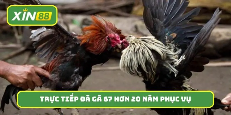 Trực tiếp đá gà 67 tự hào hơn 20 năm phục vụ tại Xin88
