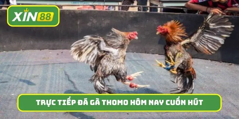 Trực tiếp đá gà thomo hôm nay luôn là sân chơi cuốn hút