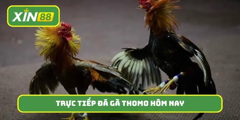 tiếp đá gà Thomo hôm nay