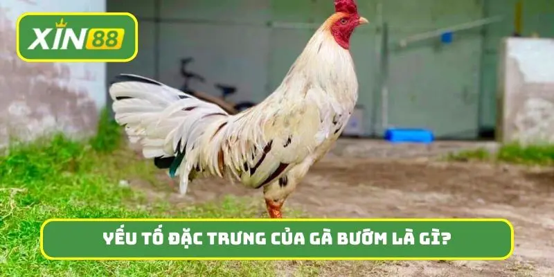 Những yếu tố đặc trưng của gà bướm là gì?